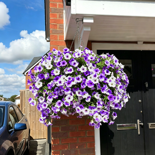 Mélange violet