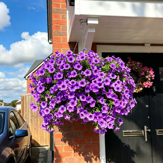 Violet