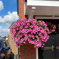 UV Resistant Artificial Petunias Flowers
