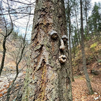Funny Old Man Tree Face Sculpture – Whimsical Outdoor Garden Tree Decor