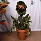 Piranha Plant Garden Statue – Whimsical Resin Fantasy Yard Decor