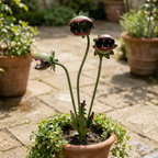 Whimsical Metal Carnivorous Plant Garden Stake – Fantasy Outdoor Yard Decor
