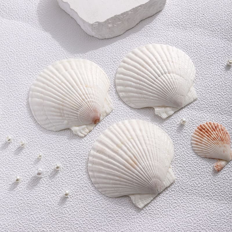 Handmade Seashell Scented Soy Wax Candle – Coastal Aromatherapy Home Decor