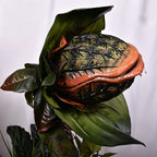 Piranha Plant Garden Statue – Whimsical Resin Fantasy Yard Decor