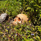 Spooky Garden Skull Decor – Rustic Outdoor Halloween Lawn Ornament