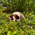 Spooky Garden Skull Decor – Rustic Outdoor Halloween Lawn Ornament